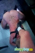 Gay Escort Pig__master 26yr - trios