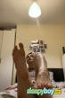 Gay Escort British Ryo 21yr - blowjob