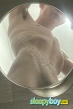 Gay Escort Josh 20yr - always safe sex