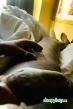 Bisexual Escort Black Mamba 36yr - sucking