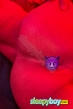 Gay Escort ? Leo ? Brasilian ? 23yr - rimming