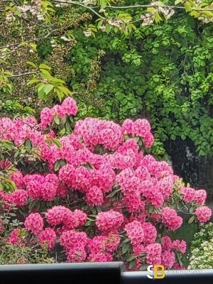 Bisexual Escort Luke 40yr - blowjob