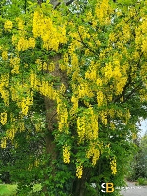 Bisexual Escort Luke 40yr - massage